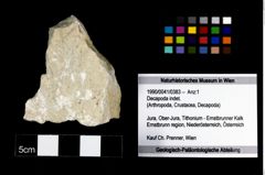 Foto (Objekt + Etikett) von Decapoda indet.  (NHMW-GEO-1990-0041-0383)